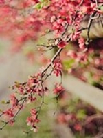 偌安好，便琳天