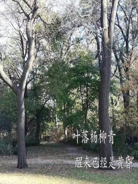 叶落杨柳青